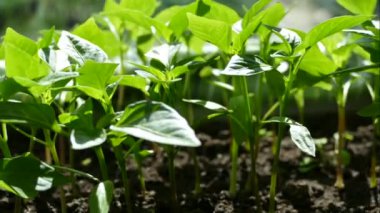 Bahçedeki genç yeşil bitki