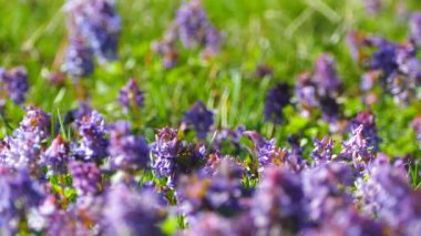 Güzel bahar leylak çiçekleri. Arılar mavi çiçeklerin üzerinden uçar ve polen toplarlar. Yeşil çimenleri ve mavi çiçekleri olan güzel çimenler..