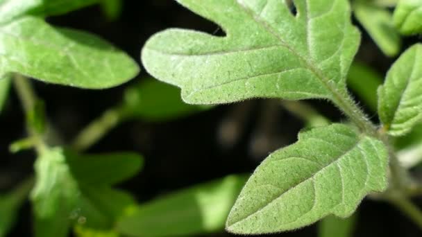 Mudas Tomate Uma Jovem Planta Verde Brotos Legumes Folhas Verdes — Vídeo de Stock