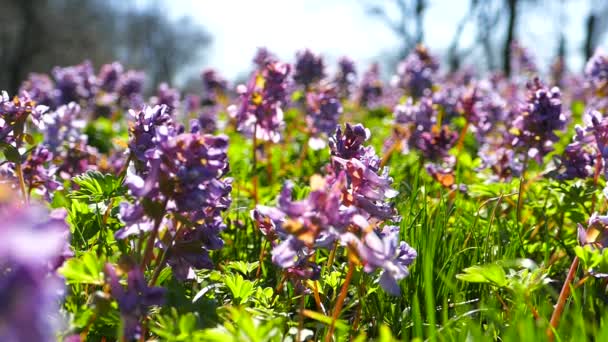 美丽的春天紫丁香花 蜜蜂飞过蓝色的花朵 采集花粉 美丽的草坪 — 图库视频影像