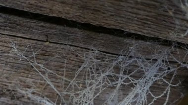 Tavan ahşap bir evde bir web. Eski ahır örümcek ağları ve örümcekler.