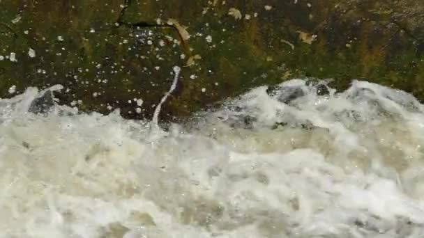 Flod av vatten översvämningar. Bastant och flödande grumligt vatten. Vårfloden. — Stockvideo
