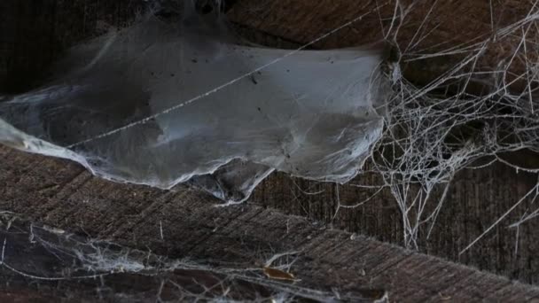 Een web op het plafond in een houten huis. Oude schuur met spinnenwebben en spinnen. — Stockvideo