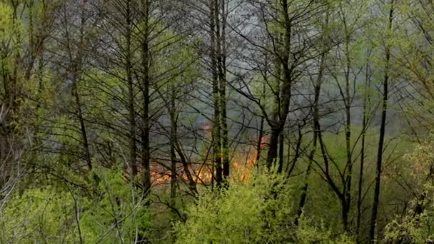 Incendio Nella Foresta Gli Alberi Erba Stanno Bruciando Fumo Nero — Video Stock