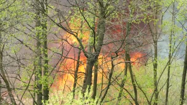 Φωτιά Στο Δάσος Δέντρα Και Γρασίδι Καίγονται Μαύρος Καπνός Και — Αρχείο Βίντεο