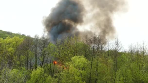 Incendio Nella Foresta Gli Alberi Erba Stanno Bruciando Fumo Nero — Video Stock