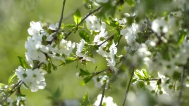 Elma ağacının dallarında güzel bir çiçek açar. Bahar güneşinin ışınları, bahçedeki beyaz-pembe ağaçların arasından yol alır..