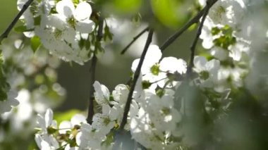 Elma ağacının dallarında güzel bir çiçek açar. Bahar güneşinin ışınları, bahçedeki beyaz-pembe ağaçların arasından yol alır..