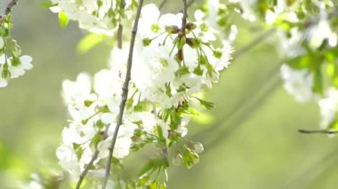 Elma ağacının dallarında güzel bir çiçek açar. Bahar güneşinin ışınları, bahçedeki beyaz-pembe ağaçların arasından yol alır..