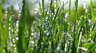 Güzel genç çim. Çiğ yeşil Çimlere düştü. Çim Bahçe rüzgarda sway. Dewdrops çimenlerin üzerinde güneş ışınlarının pırıltı.