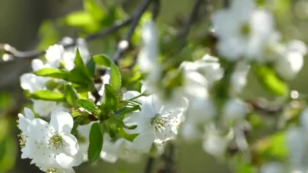 苹果树枝条上开满了美丽的花朵 春日的光芒穿过花园中那些粉红的树木 — 图库视频影像
