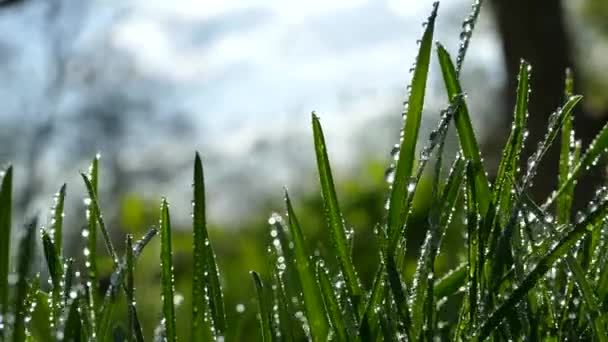美しい若い草 朝露は 緑の芝生に落ちた 庭園風で草が揺れます 太陽の光の輝き草の上の露 — ストック動画