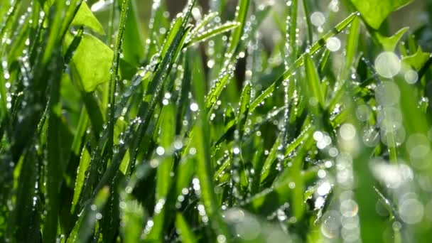 Bella erba giovane. La rugiada del mattino cadde sull'erba verde. L'erba nel vento del giardino ondeggia. I raggi del sole brillano nelle gocce di rugiada sull'erba . — Video Stock