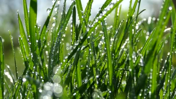 Hermosa hierba joven. El rocío de la mañana cayó sobre la hierba verde. Hierba en el viento del jardín balanceo. Los rayos del sol brillan en las gotas de rocío sobre la hierba . — Vídeos de Stock