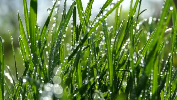 Belle herbe jeune. La rosée du matin tomba sur l'herbe verte. Herbe dans le jardin balancement du vent. Les rayons du soleil brillent dans les gouttes de rosée sur l'herbe . — Video