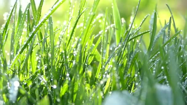 Belle herbe jeune. La rosée du matin tomba sur l'herbe verte. Herbe dans le jardin balancement du vent. Les rayons du soleil brillent dans les gouttes de rosée sur l'herbe . — Video