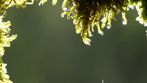 Gotas de agua fluyen del musgo en el bosque. Los rayos del sol brillan en gotitas sobre el musgo. Vista desde la cueva. Fondo verde . — Vídeos de Stock