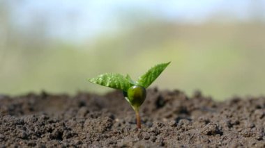Kemikleri genç bir ağaçtan filizlenen. Sulama ve Filiz sulama. Filiz yeşil bitki yukarı doğru uzanır.