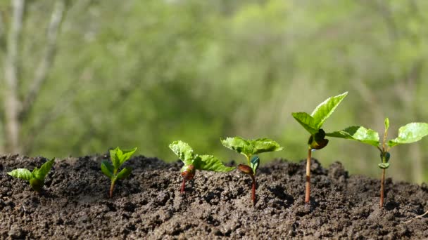 Un árbol joven de los huesos germina. Riego y riego del brote. La planta verde germinada se extiende hacia arriba . — Vídeo de stock