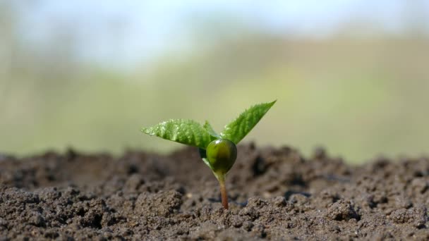 Een jonge boom uit de botten kiemt. Irrigatie en drenken van de stronk. De gekiemde groene plant zich uitstrekt naar boven. — Stockvideo