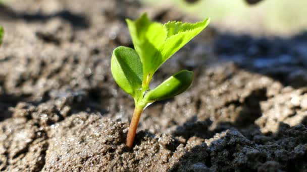 Aus den Knochen keimt ein junger Baum. Bewässerung und Bewässerung der Sprossen. das ausgetrieben grüne Gewächs streckt sich nach oben. — Stockvideo