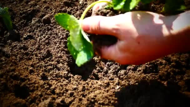 Plantación de plántulas de fresas en el suelo. Planta plántulas con tus manos y vierte agua . — Vídeos de Stock