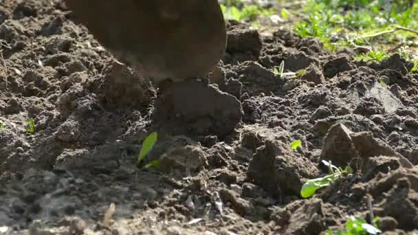 シャベルで土を掘ってください。庭で農業に従事します。植物や野菜を植えるための土の準備。農家が取り組んでいます。処女の土壌を破壊します。. — ストック動画