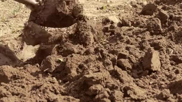 シャベルで土を掘ってください。庭で農業に従事します。植物や野菜を植えるための土の準備。農家が取り組んでいます。処女の土壌を破壊します。. — ストック動画
