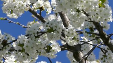 Elma ağacının dallarında güzel bir çiçek açar. Bahar güneşinin ışınları, bahçedeki beyaz-pembe ağaçların arasından yol alır..