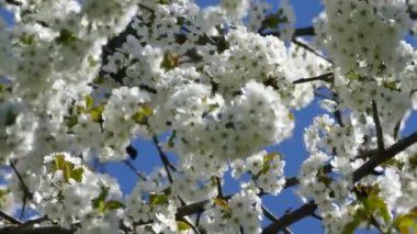 Elma ağacının dallarında güzel bir çiçek açar. Bahar güneşinin ışınları, bahçedeki beyaz-pembe ağaçların arasından yol alır..