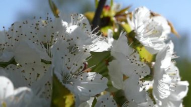 Elma ağacının dallarında güzel bir çiçek açar. Bahar güneşinin ışınları, bahçedeki beyaz-pembe ağaçların arasından yol alır..