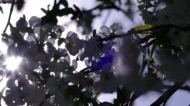 Elma ağacının dallarında güzel bir çiçek açar. Bahar güneşinin ışınları, bahçedeki beyaz-pembe ağaçların arasından yol alır..