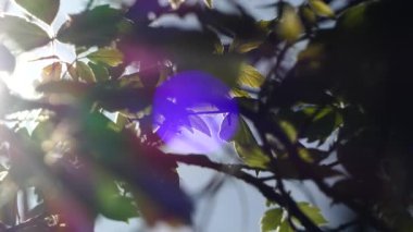 Güneş ışınları ağacın dallarını delip geçer. Mavinin gökkuşağı tonları.