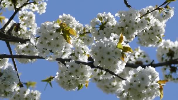 Hermosa Floración Las Ramas Del Manzano Los Rayos Del Sol — Vídeos de Stock