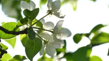 Bol çiçekli elma ağacı. Dallardaki güzel çiçekler. Güneşin ışınları yaprakların ve yaprakların arasından parlıyor. Bahçede ilkbahar.