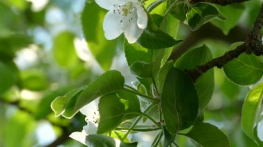 Bol çiçekli elma ağacı. Dallardaki güzel çiçekler. Güneşin ışınları yaprakların ve yaprakların arasından parlıyor. Bahçede ilkbahar.