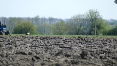 Bir leylek sıcak bir günde tarlada yürür. 