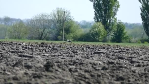 Una Cigüeña Camina Por Campo Día Caluroso — Vídeos de Stock