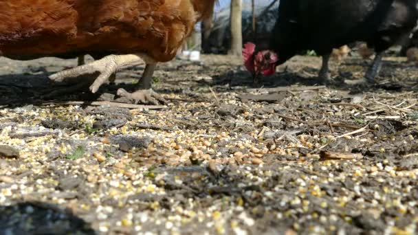 鶏は農家の家禽庭に小麦の穀物をチェックする — ストック動画
