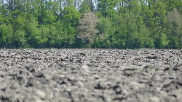 Wiosną Zasiane Pole Rolnika Czarna Ziemia Polu Ciepły Wiosenny Dzień — Wideo stockowe