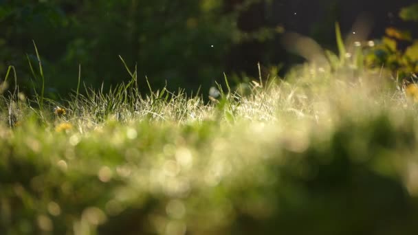 日没で美しい草 夏の美しい自然 昆虫は太陽の光線で草の上を飛んでいる 黄緑色のビデオテクスチャ — ストック動画