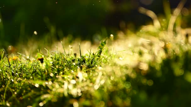 日没で美しい草 夏の美しい自然 昆虫は太陽の光線で草の上を飛んでいる 黄緑色のビデオテクスチャ — ストック動画