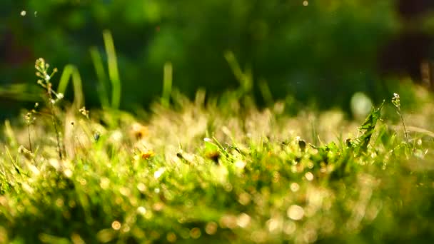 Schönes Gras Bei Sonnenuntergang Schöne Natur Sommer Insekten Fliegen Den — Stockvideo