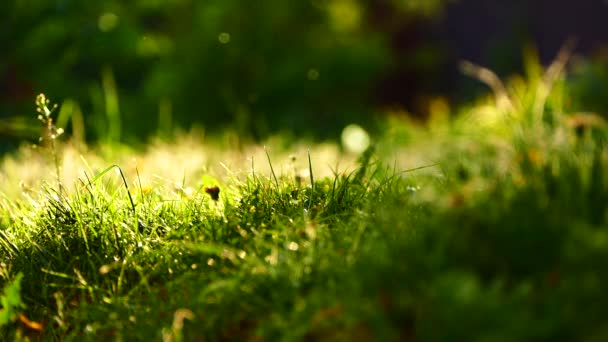 日没で美しい草 夏の美しい自然 昆虫は太陽の光線で草の上を飛んでいる 黄緑色のビデオテクスチャ — ストック動画