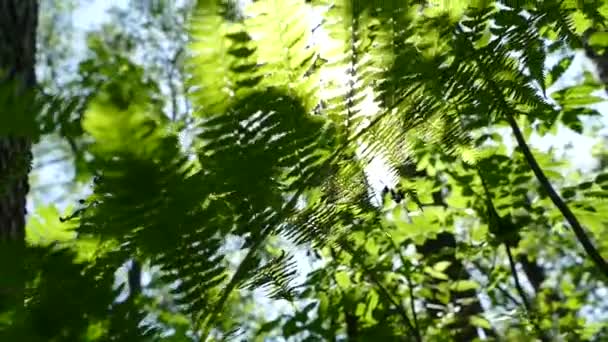 Les rayons du soleil brillent à travers les feuilles de la fougère dans la belle forêt printanière . — Video