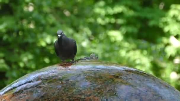 Les pigeons dans le parc volent et boivent l'eau de la fontaine. Belles colombes grises . — Video