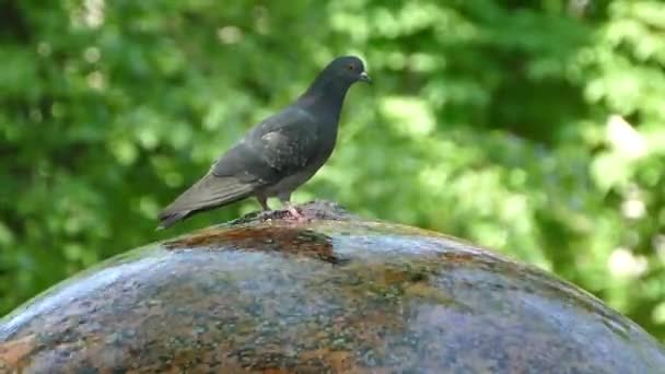 공원에서 비둘기 및 분수대에서 물을 마실 수 있습니다. 아름 다운 회색 비둘기. — 비디오