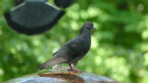 Les pigeons dans le parc volent et boivent l'eau de la fontaine. Belles colombes grises . — Video