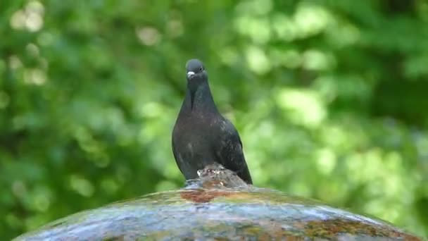Les pigeons dans le parc volent et boivent l'eau de la fontaine. Belles colombes grises . — Video