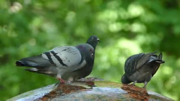 Pigeons in the park fly and drink water from the fountain. Beautiful gray doves. — Stock Video
